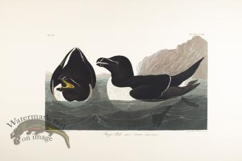 Razor Billed Auk
